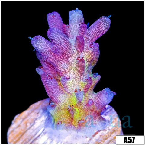 Daydream Acropora