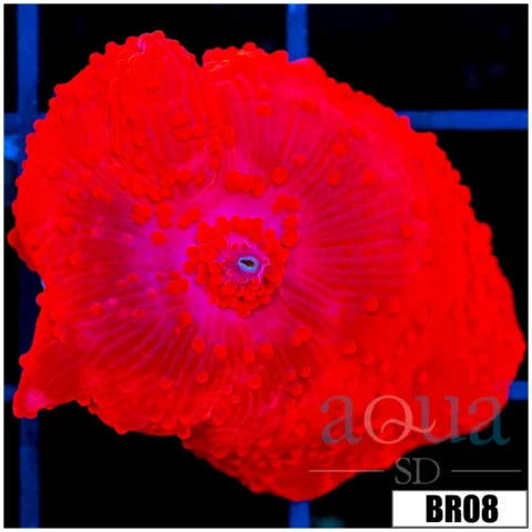 Deadpool Discosoma Mushroom