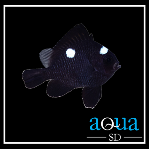 Domino Damsel - Dascyllus trimaculatus