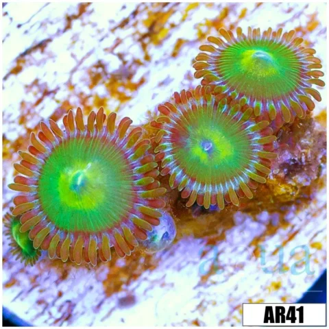 Dragon Eye Zoas (Multiples Available)