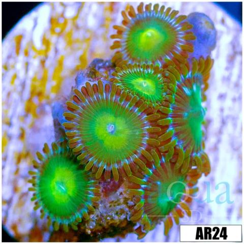 Dragon Eye Zoas (Multiples Available)