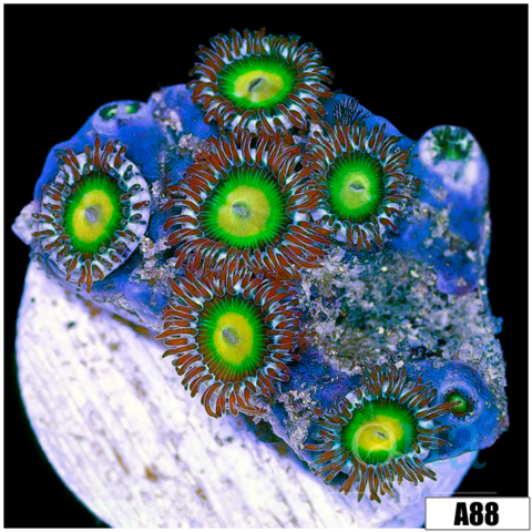 Dragon Eyes Zoanthids