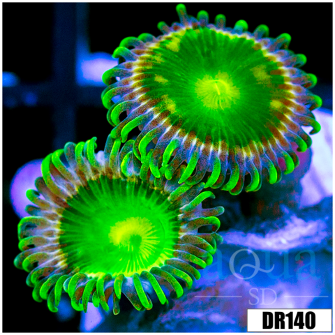 Dragon Eyes Zoas