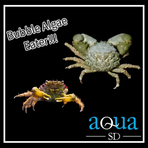 Emerald Crab; Atl. - Mithraculus sculptus