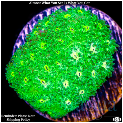 Emerald Dream Leptastrea - Multiples Available