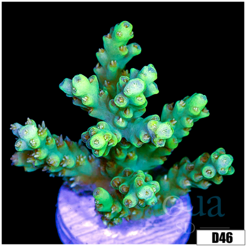 Enchanted Acropora