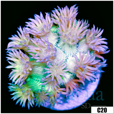 Enchanted Goniopora