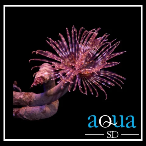 Feather Duster - Sabellastarte sp.