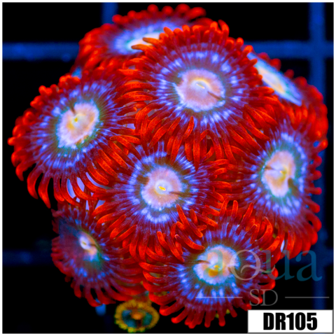Fire And Ice Zoanthids