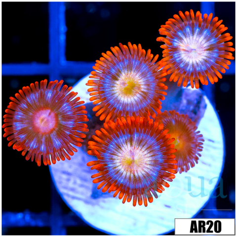 Fire And Ice Zoas