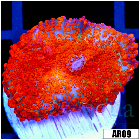 Flamethrower Rhodactis Mushroom
