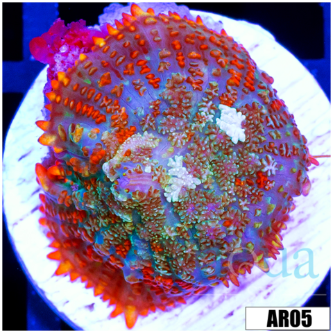 Flaming Rhodactis Mushroom