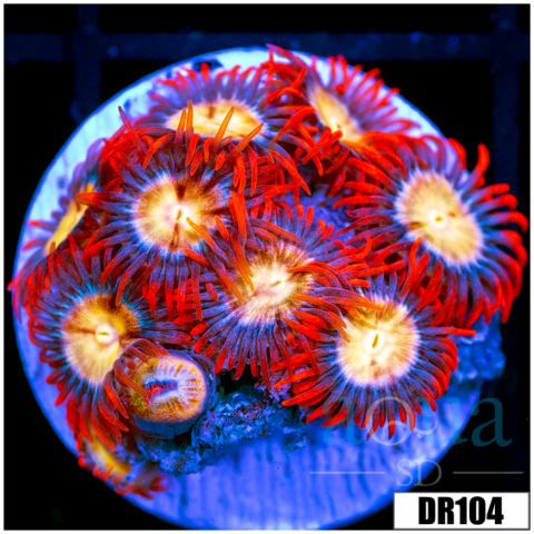 Flaming Sun Zoas