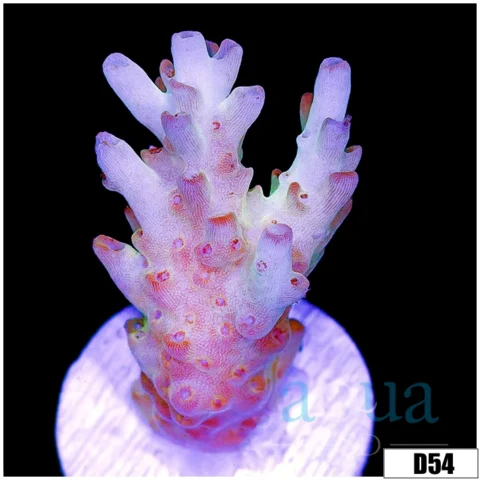 Frozen Glaze Acropora