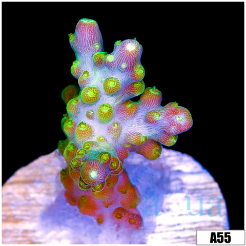 Galaxy Acropora