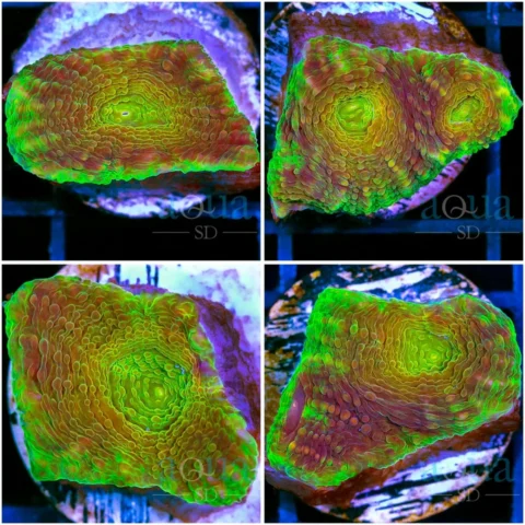 Gator Acan Enchinata - Multiples Available