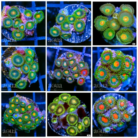 Gator Eye Zoas - Multiples Available
