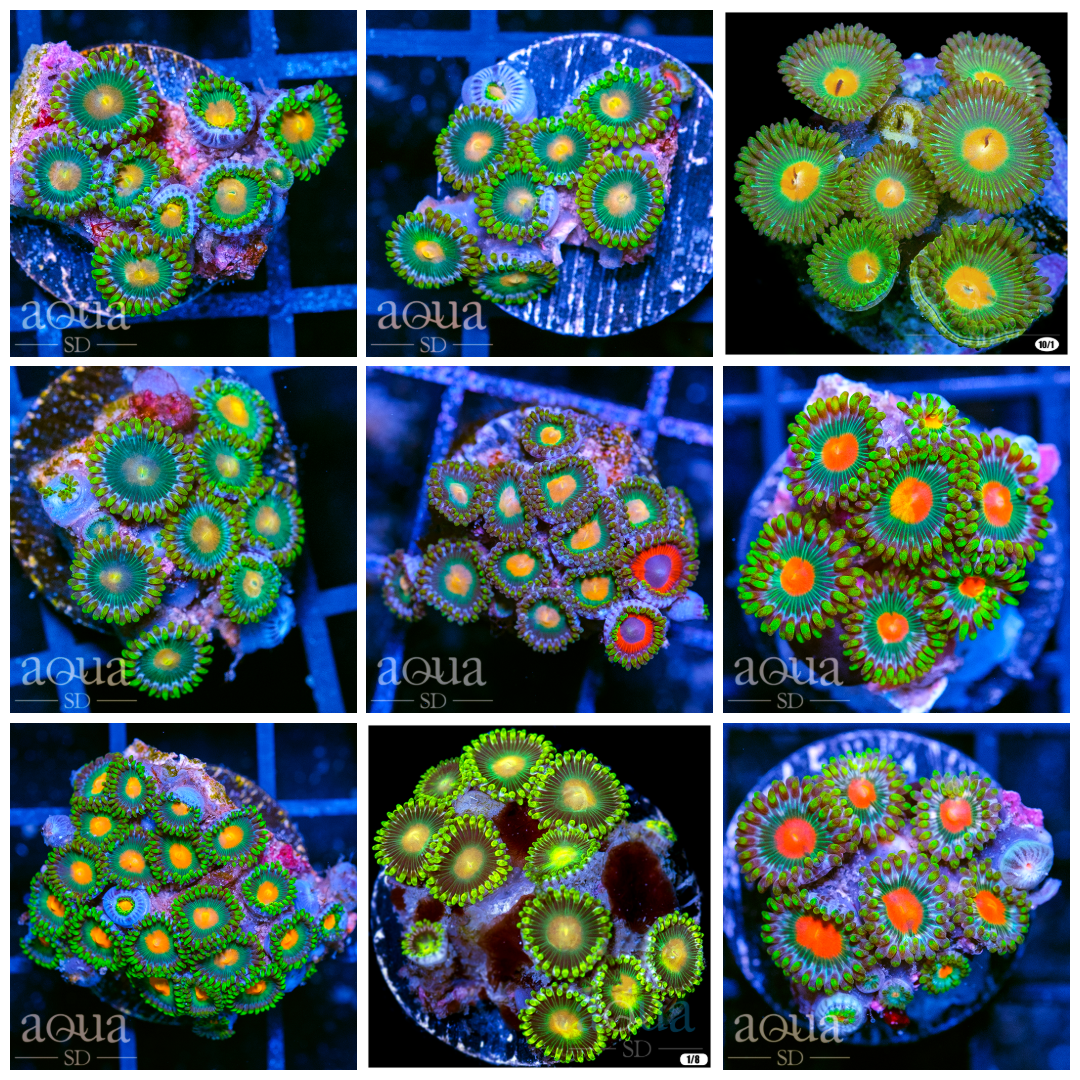 Gator Eye Zoas - Multiples Available