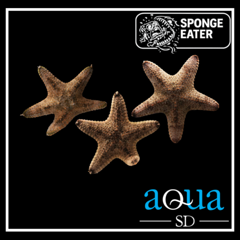 General Starfish; Color - Pentaceraster sp.