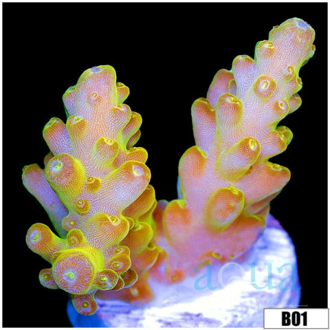 Golden Glaze Acropora