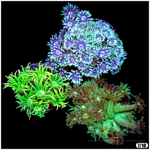 Goni Garden Triple Pack - Multiples Available - NOT Wysiwyg