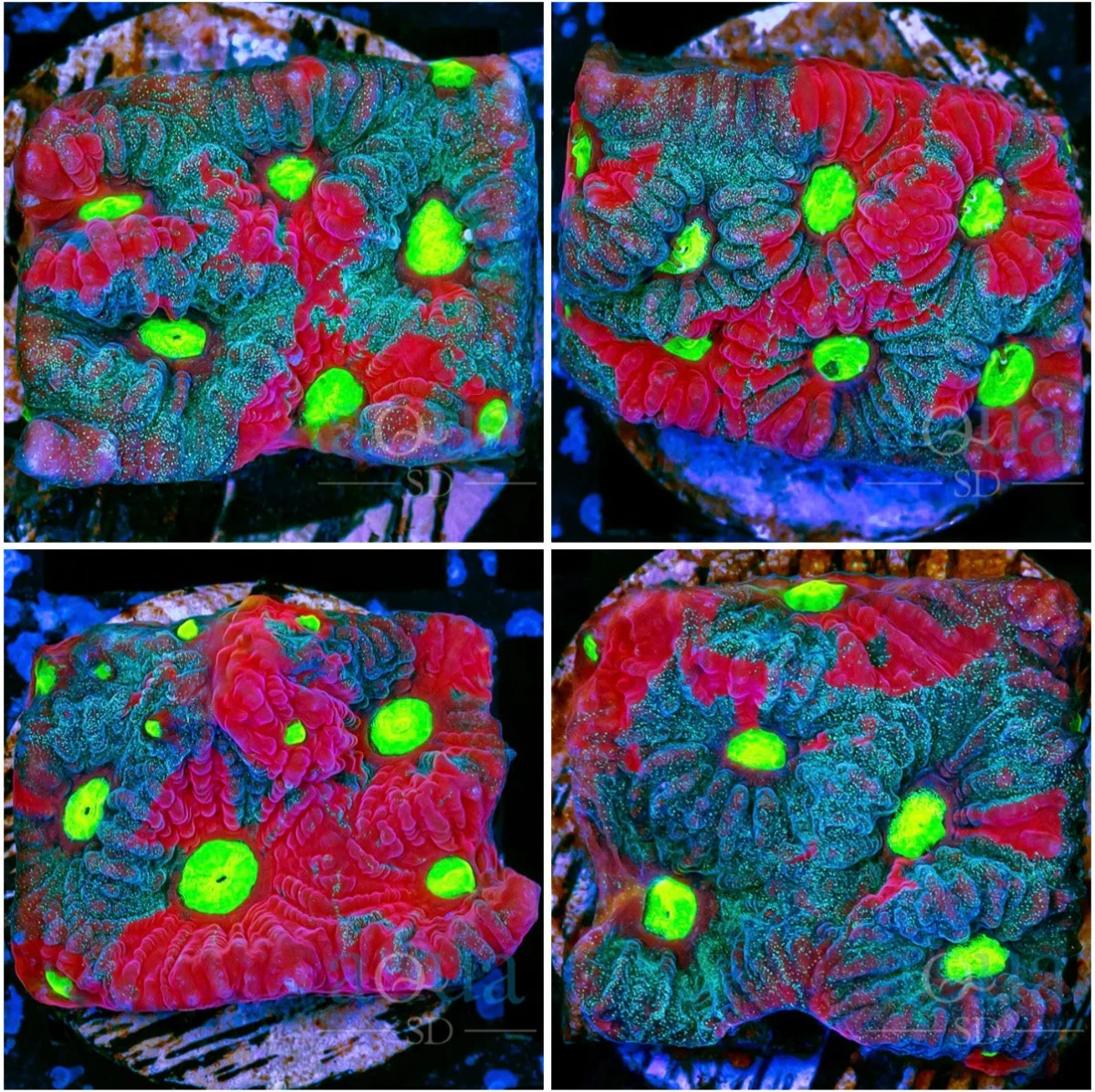 Grafted War Coral Favia - Multiples Available