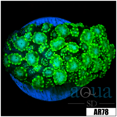 Green Petals Alveopora