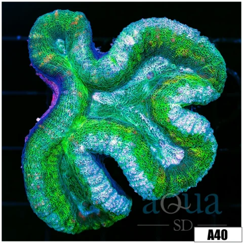 Greenland Lobophyllia