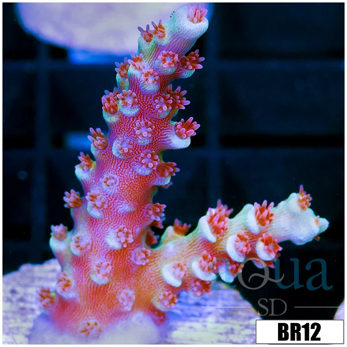 Homegrown Cherry Bomb Acropora - Image 2