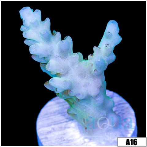 Honey Kiss Acropora