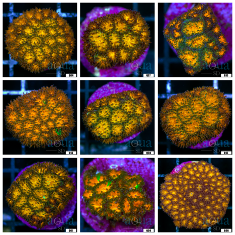 Honeycomb Leptastrea Coral - Multiples Available