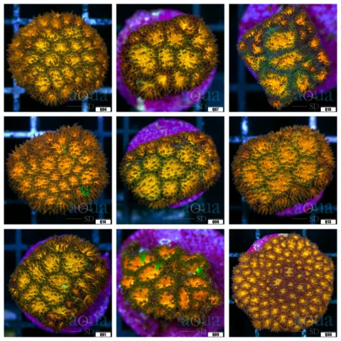 Honeycomb Leptastrea Coral - Multiples Available
