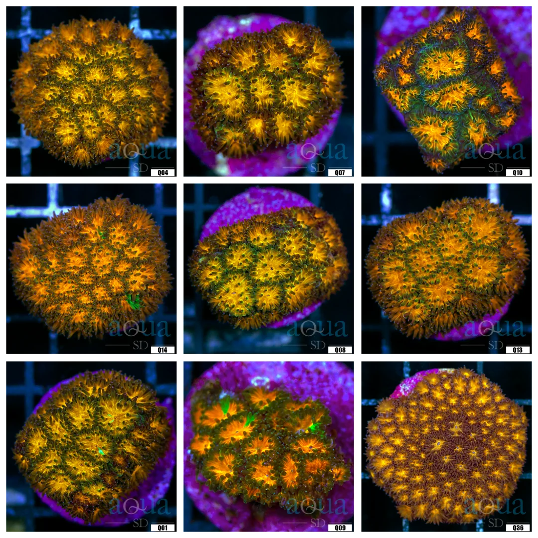Honeycomb Leptastrea Coral - Multiples Available