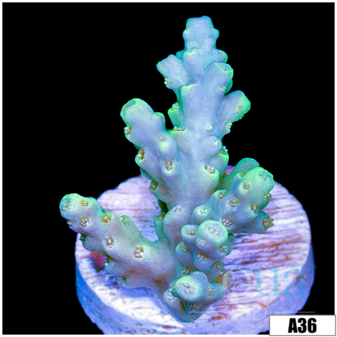 Honeydew Acro