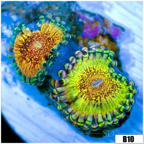 HR Death Star Zoas