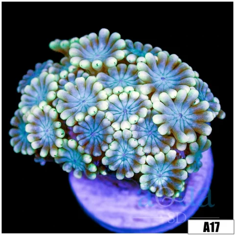 Ice Petals Alveopora