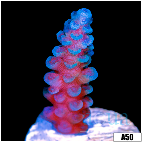 Iceberg Tort Acropora