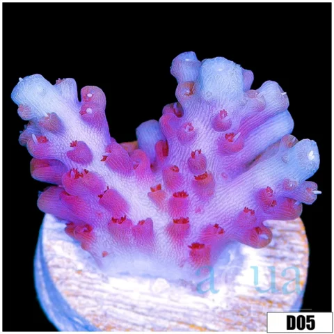 Icy Grape Tort Acropora