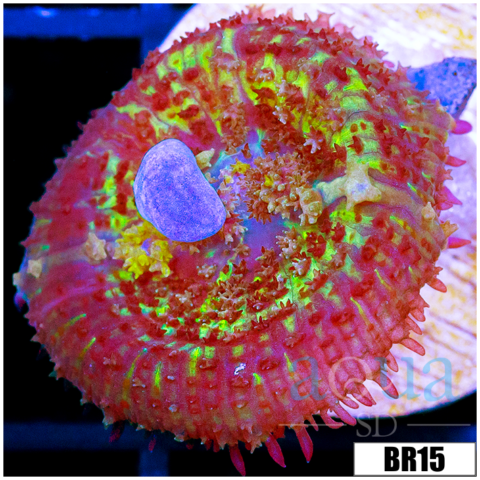 Indo Blue Bounce Rhodactis Mushroom