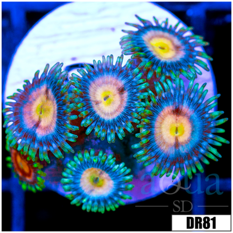 Indo Combo Zoanthids