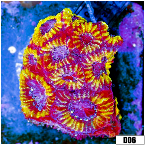 Indo Cultured Favia Colony