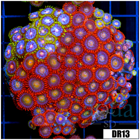 Indo Cultured Mixed Zoanthids Colony