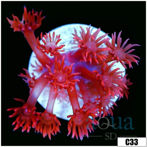 Indo Cultured Red Goni