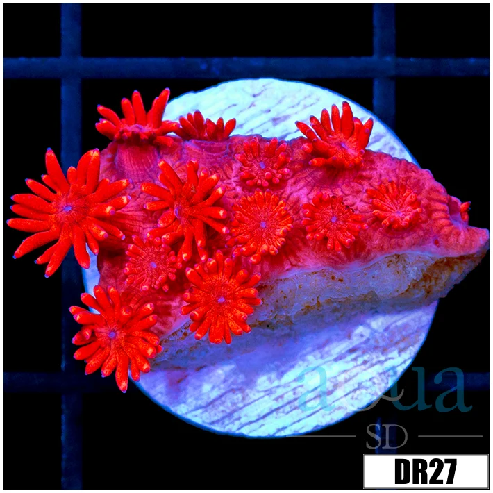 Indo Cultured Red Goniopora