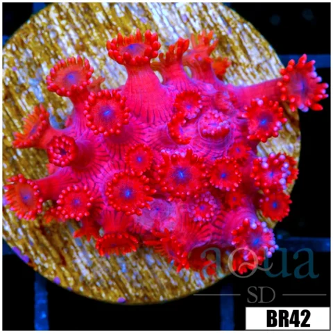 Indo Cultured Red Goniopora