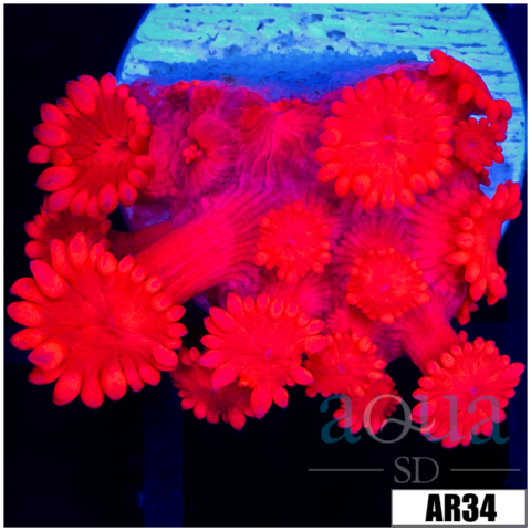 Indo Cultured Ultra Red Goni