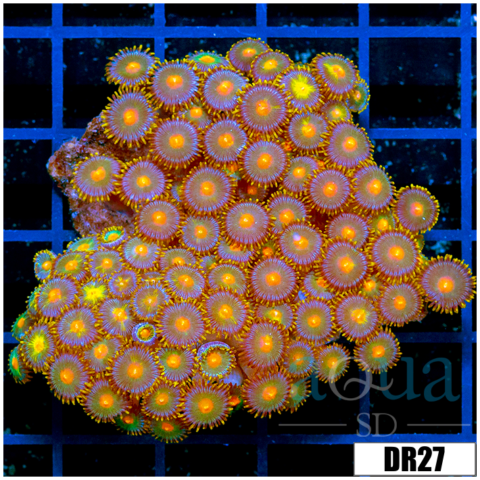Indo Gator Eyes Zoanthids