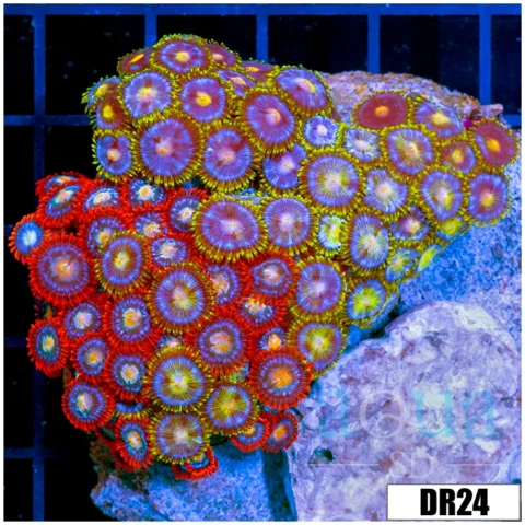 Indo Mixed Zoanthids Colony