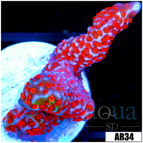Indo Red Montipora Digitata