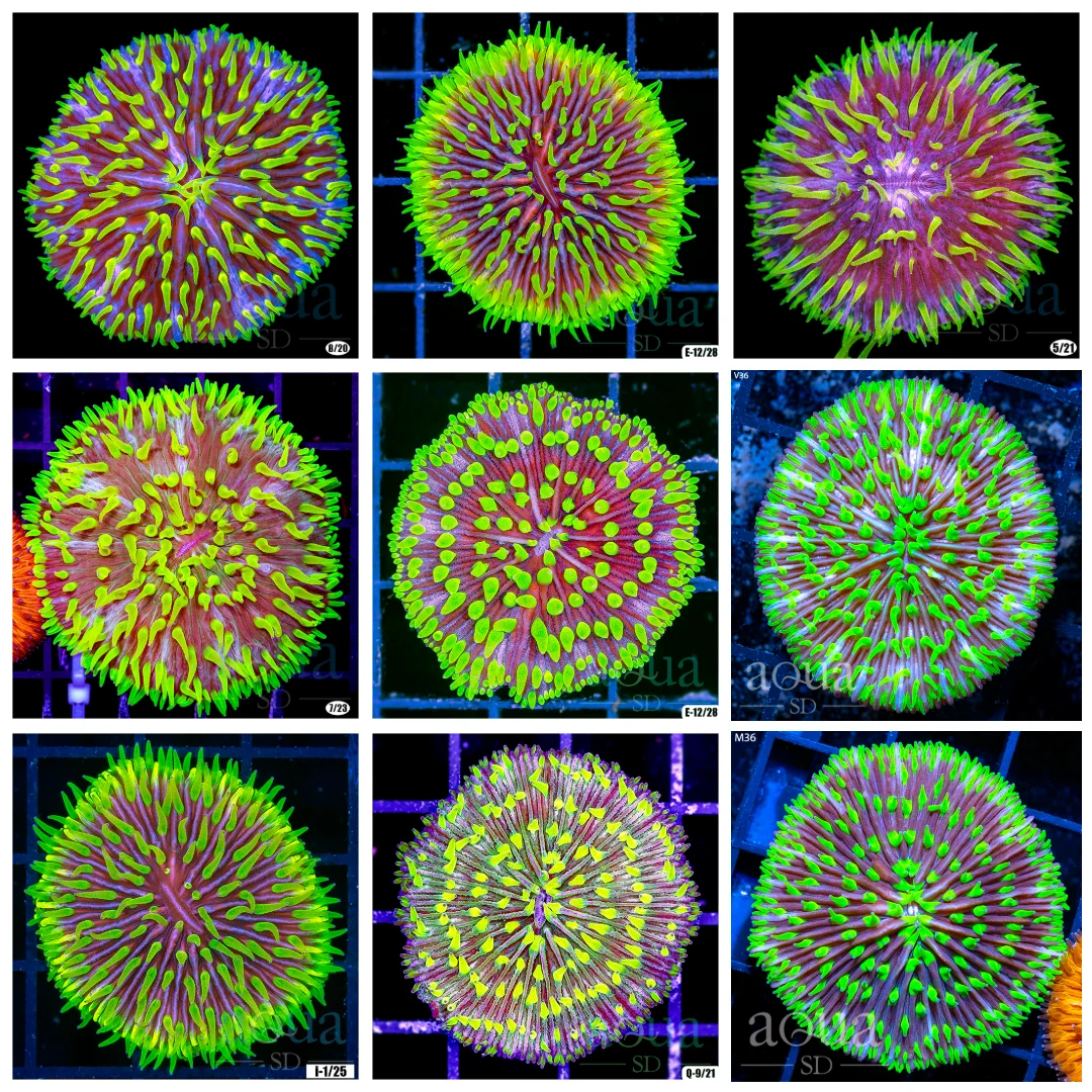 Joker Plate Coral - Multiples Available